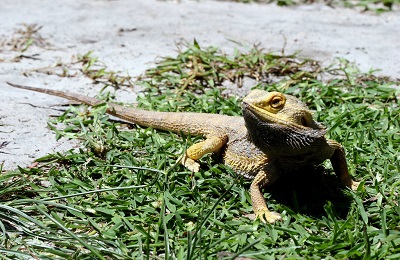 bearded-dragon
